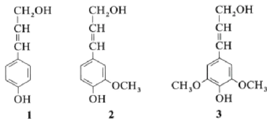 Figure 6. P-coumaryl- , coniferyl- and sinapyl alcohol: dominant building blocks of the three- three-dimensional polymer lignin 