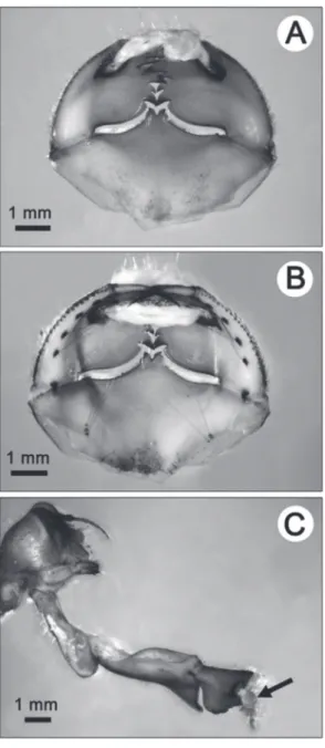 Fig. 1. Pictures of a type I ligature  blocking the labial palps in the closed  position but allowing full extension  of the labium (prementum and  sub-mentum):  1  (A)  ventral  view  of  the ligature holding the labial palps  closed;  1  (B)  dorsal  vie