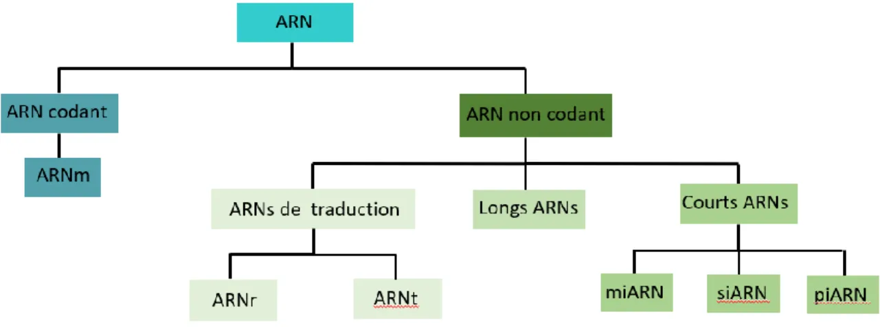 Figure 1 : La famille des ARN 