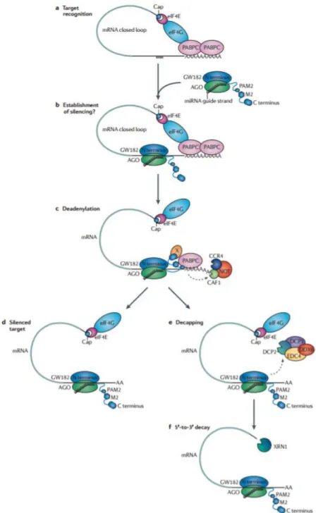 Figure 8 : Inhibition de l'initiation de la traduction par les miARN 