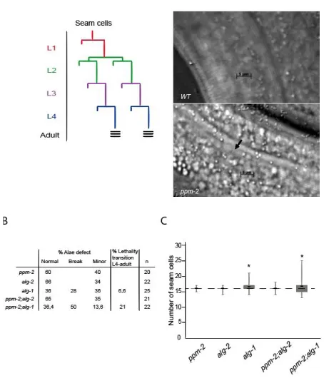 Figure 17 : ppm-2 is implicated in the microRNA pathway 