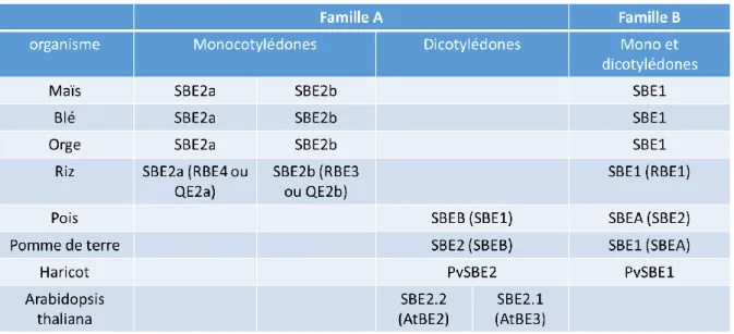 Table  1 :  Classification  des  enzymes  de  branchement  et  leurs  dénominations  respectives