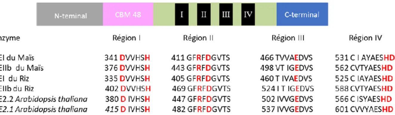 Figure 13 : Représentation schématique de l’organisation des différents domaines des enzymes de  branchements