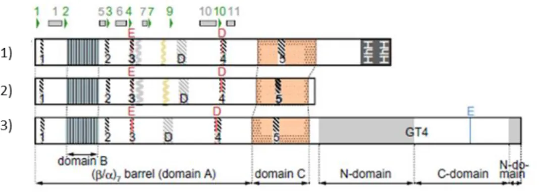 Figure 18 : Organisation des domaines et des motifs conservés chez les enzymes de branchement  procaryotes de la famille GH57, (Suzuki and Suzuki 2016)