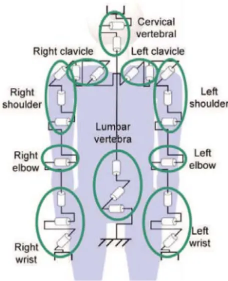 Fig. 1. Virtual human kinematic structure 