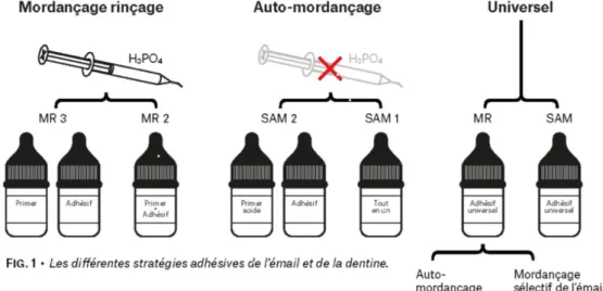 Figure 1 : Schéma des différents systèmes adhésifs [10]. 