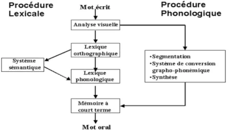 Figure 1 : Le modèle double-voie de lecture ( Bosse et Valdois, 2002, p.1)
