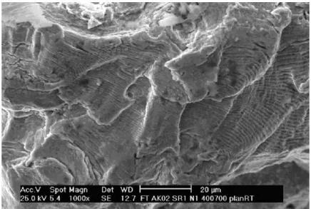 Figure I. 10 : SEM investigation of the fracture surface showing typical fatigue striations