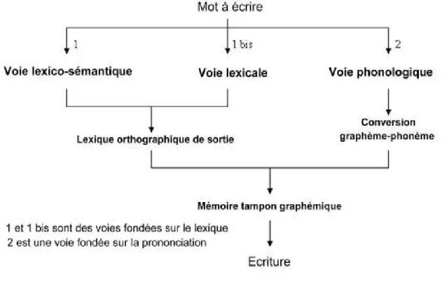 Figure     2   :   Les   deux   voies   de   l’orthographe,   d’après   R-A   McCarthy   et   E-K    Warrington