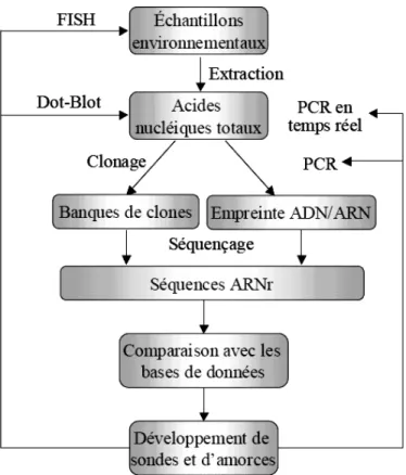 Figure 2. “Full cycle rRNA approach” 