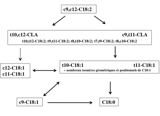 Figure 6. Biohydrogénation de l’acide linoléique (c9,c12-C18:2) et de l’acide oléique (c9- (c9-C18:1)