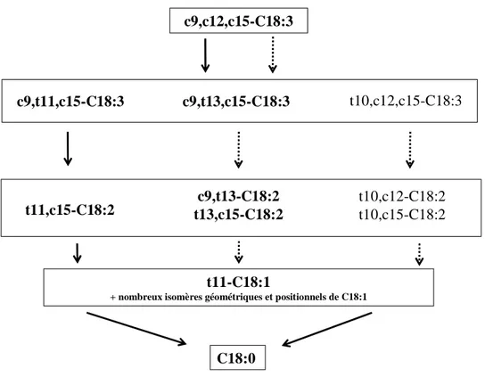 Figure 7. Biohydrogénation de l’acide α-linolénique (c9,c12,c15-C18:3), d’après Enjalbert et  Troegeler-Meynadier (2009), Destaillats et al