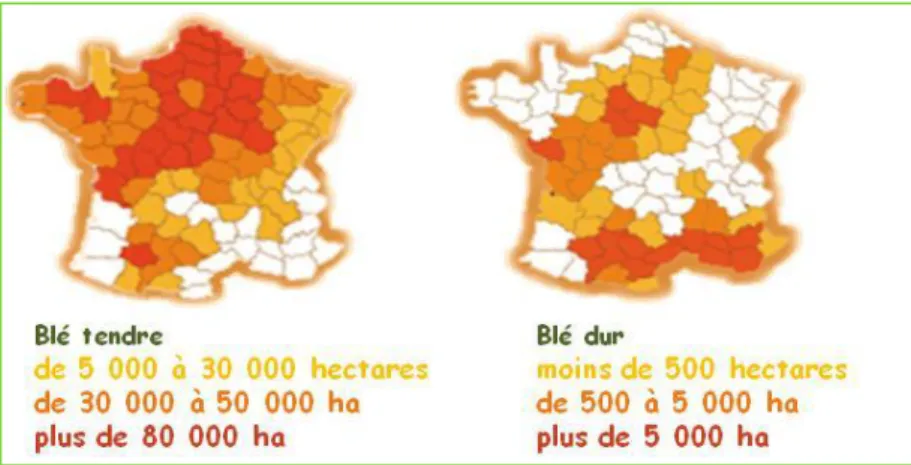 Figure 3: Répartition géographique de la culture du blé tendre et du blé dur en France 