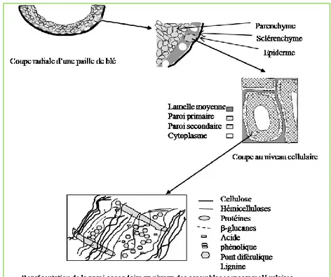 Figure 7: Structure microscopique et moléculaire de la paille de blé (Robson et Hague, 1993) 