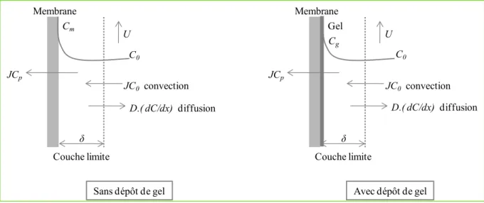 Figure 26 : Phénomène de la formation de la couche de polarisation de concentration – théorie du film 