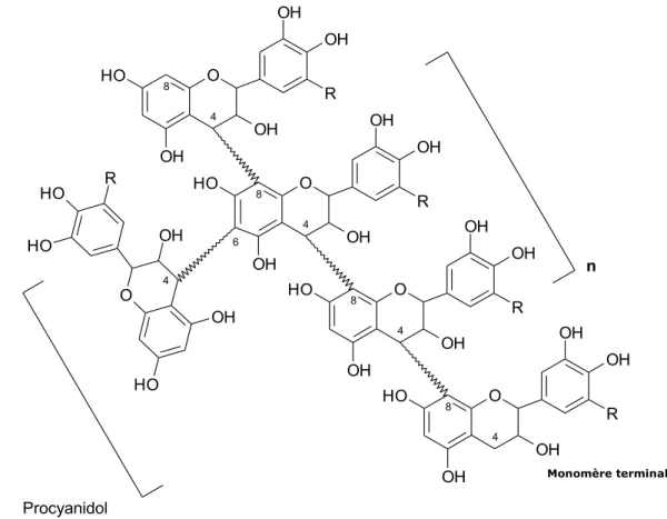 Figure  4.  Modèle  de  structure  branchée  des  tannins  condensés  (Bruneton,  1999; 
