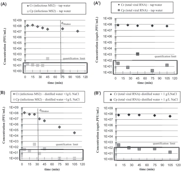Fig. 7. Influence of the type of buffer on infectious MS2 and viral RNA concentrations in retentate and permeate during filtration