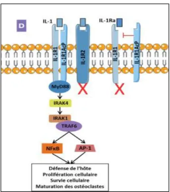 Figure n°10 : La voie de signalisation de l’IL-1 et ses récepteurs. D’après Noack M et al