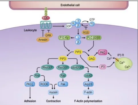 Figure n°12 : Transduction du signal des chémokines lors du chimiotactisme. D’après  Murphy PM