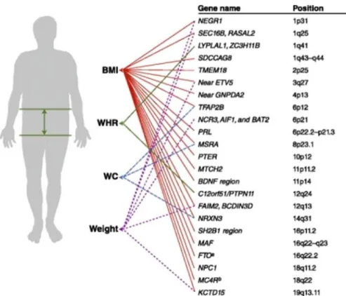 Figure 3 : Principaux gènes connus associés aux paramètres anthropométriques de  l’obésité : BMI (IMC), WC waist circumference (circonférence de la taille), WHR waist  to hip ratio (Rapport taille/hanches) (13) 