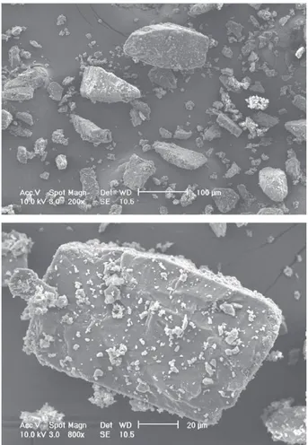 Fig. 3. SEM image of initial α lactose monohydrate particles.