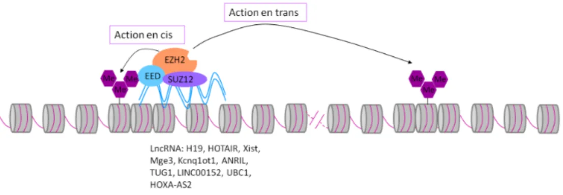 Figure 6: Recrutement du complexe PRC2 à la chromatine via les longs ARN non co- co-dants
