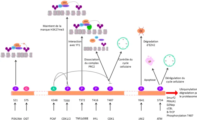 Figure 8: Modifications post-traductionnelles d’EZH2. L’activité d’EZH2 est mo- mo-dulée par les modifications post-traductionnelles