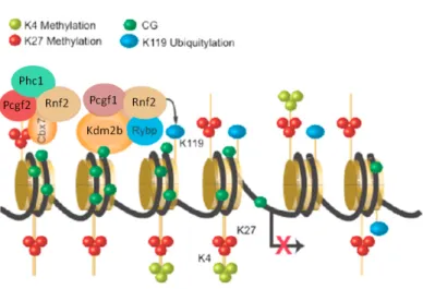 Figure 14: Recrutement via Kdm2b. Le complexe PRC1 contenant Kdm2b est re- re-cruté au niveau des séquences d’ADN riches en ilôts CpG