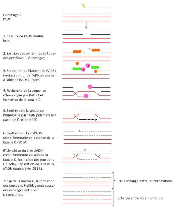 Figure 22: Réparation des cassures d’ADN doubles brins par HR. Les cassures d’ADN doubles brins peuvent être réparées par recombinaison homologue grâce à un doubles brins d’ADN homologue