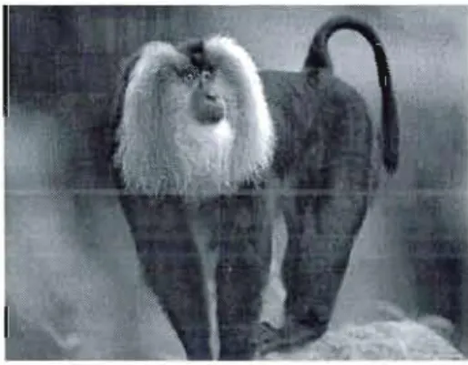 Figure I.1  Macaque  à  queue de lion  (Macaca silenus)  mâle 