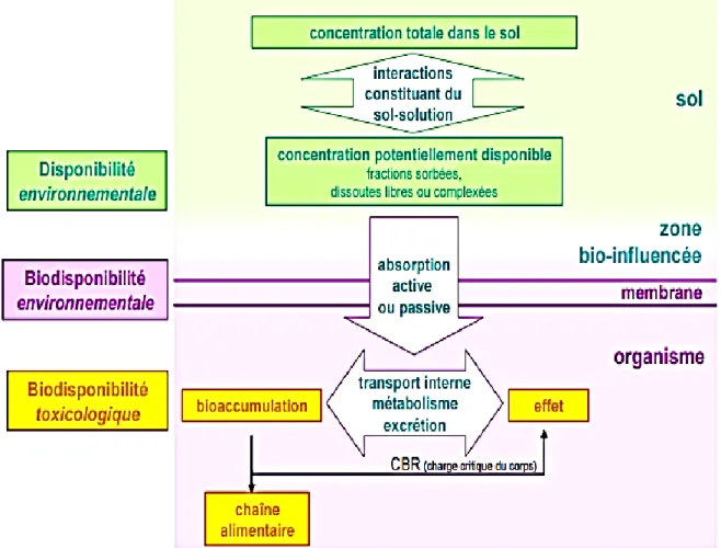 Figure I-2. Les trois composantes de la biodisponibilité des métaux pour les plantes (d’après Lanno et al., 2004) 