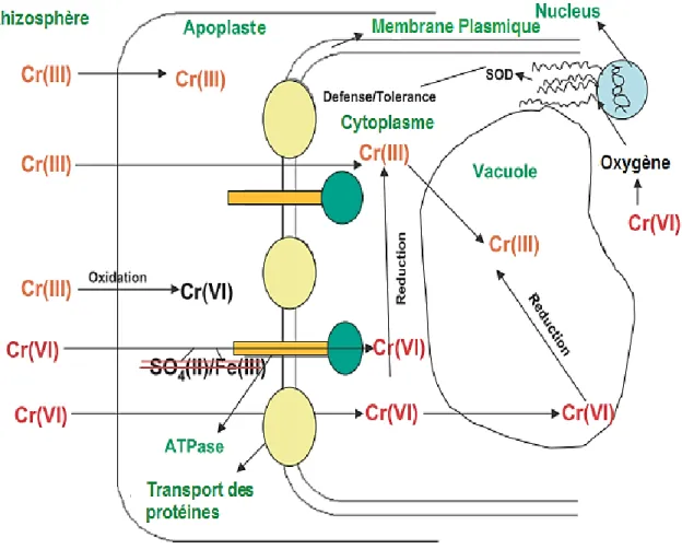 Figure I-7. Modèle hypothétique du transport et de la toxicité du Cr dans les racines des plantes (d’après Ganier,  2009) 