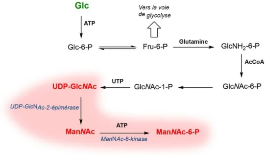 Figure 18 : voie de biosynthèse de la N-acétyl-D-mannosamine à partir du D-glucose 