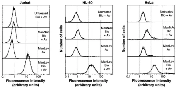 Figure 23 : Détection du SiaLev par cytométrie en flux dans des cellules Jurkat, HL-60 et HeLa