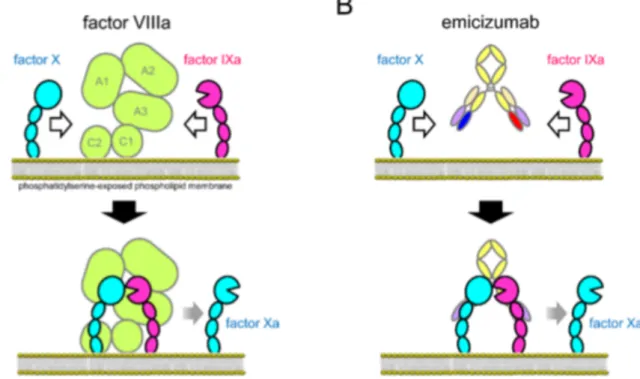 Figure 2 : Mécanisme d'action du facteur VIIIa (A) et de l'emicizumab (B) dans l’hémostase (11) 