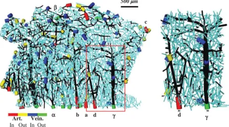 Fig. 1. Left: connectivity representation of a human microvascular network (collateral sulcus of the temporal lobe) containing 8832 nodes (including 2930 boundary nodes) and 10318 segments (including 2930 boundary segments)