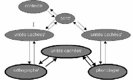 Figure 2 : Modèle connexionniste de lecture de Seidenberg et McClelland (1989)