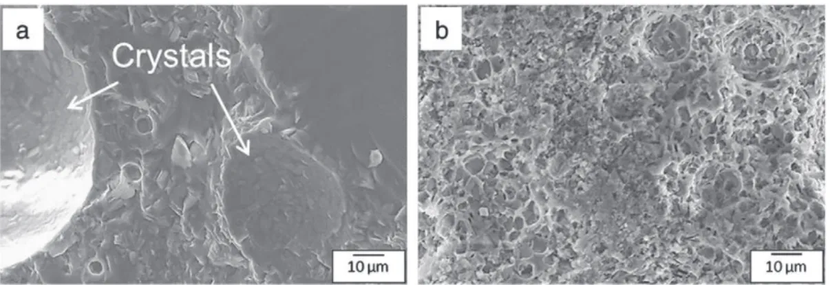 Fig. 6. SEM micrographs of BMAS2 bulk and BMAS3 bulk.