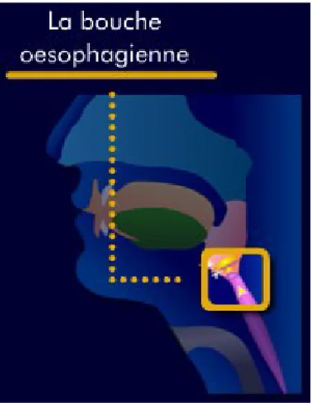 Figure 8 : La voix oro-oesophagienne