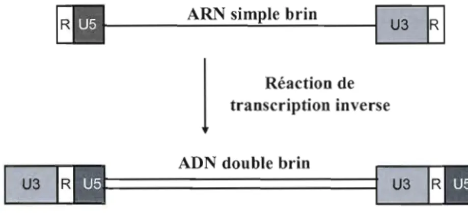 Figure 1.2  : Résultat de  la  transcription  inverse de  l'ARN simple brin en ADN double brin