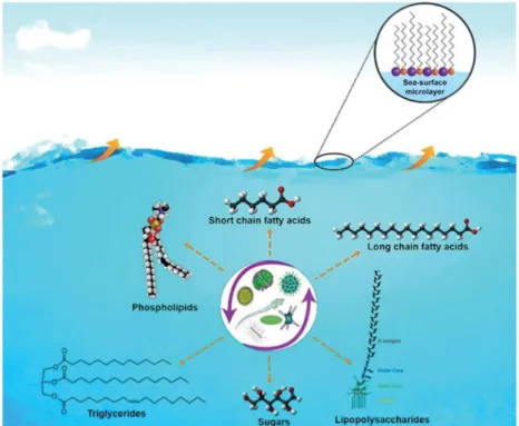 Figure 1.9. Origine de la matière organique présente dans les particules d’aérosols marins (Estillore  et al., 2016)