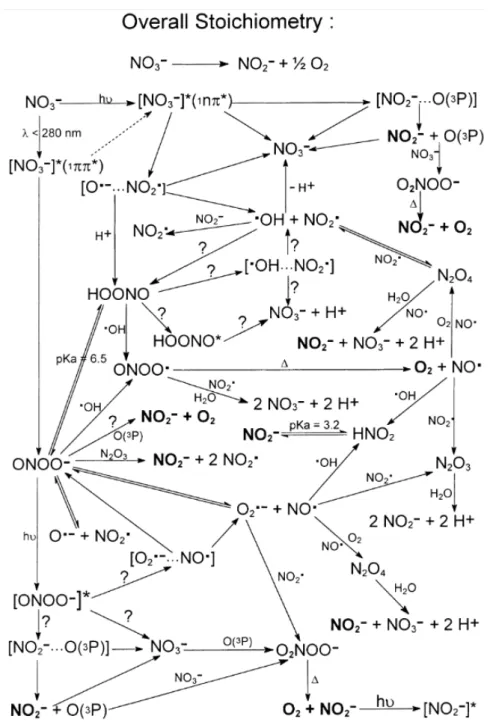 Figure 1.13. Photoprocessus primaires et réactions subséquentes se produisant lors de la photolyse  d’ions NO 3 