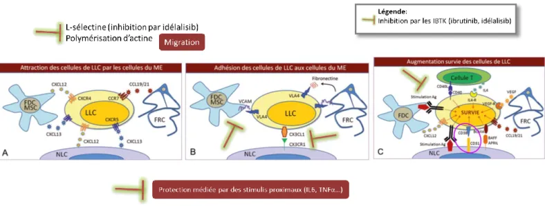 Figure 3: Interactions entre les cellules de LLC et le micro-environnement lymphoïde et effets des IBTK  