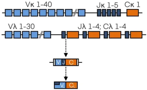 Figure 3. Support génétique d’une immunoglobuline  V : Gène variable 