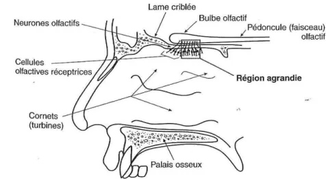 Figure 2. Les cavités nasales. (Pritchard, Alloway, 2002)