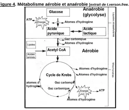 Figure 4. Métabolisme aérobie et anaérobie  [extrait de t.verson.free.fr]