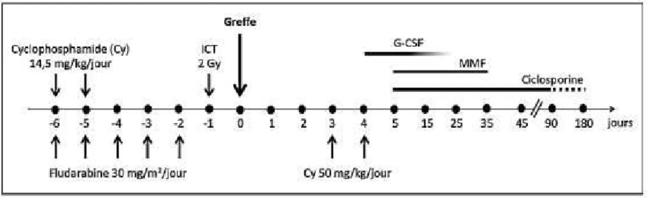 Figure 9 : Conditionnement non myélo-ablatif et prophylaxie de la GvH selon la stratégie de  l’équipe de Baltimore