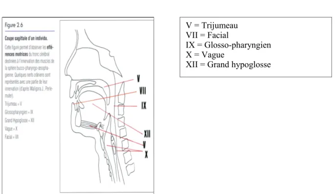 Figure 1     : Schéma de l’innervation des muscles de la sphère bucco-pharyngo- bucco-pharyngo-œsophagienne (d’après Waligora J., Perlemuter L.)