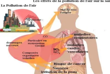 Figure I - 6 : Schéma général des effets de la pollution de l’air (dont les composés organiques volatils)  sur la santé de l’homme 