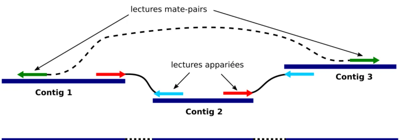 Figure 2.6 – Principe du scaffolding. Les lectures appariées et mate-pairs sont utilisées pour orienter et organiser les contigs entre eux